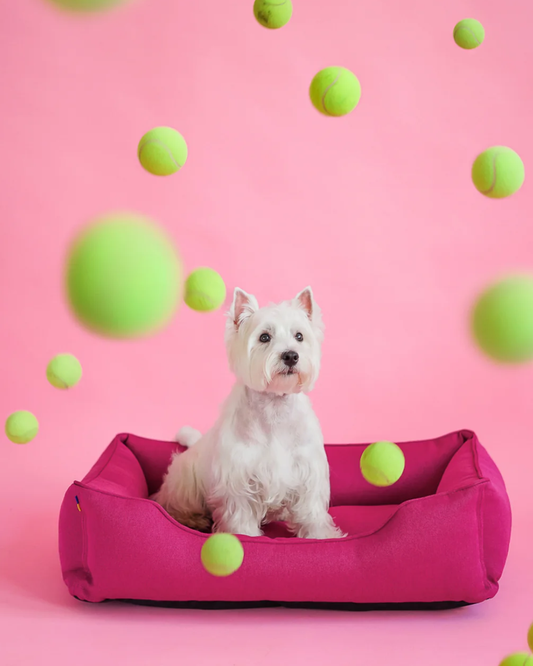 White dog sitting on a pink pet bed with green balls against a pink background