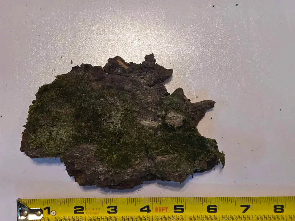 Thick Mossy Bark