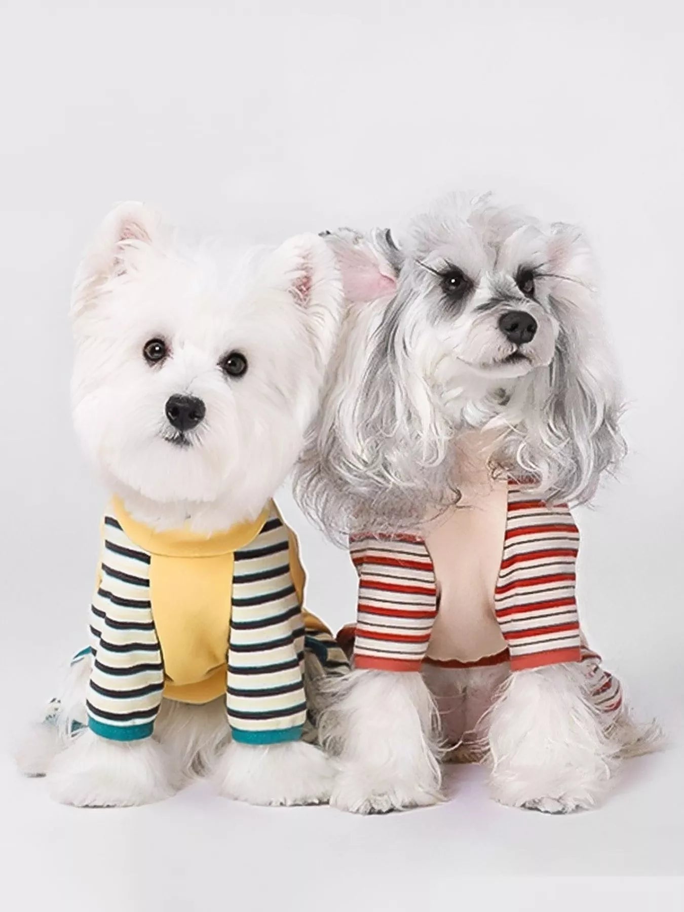 Two small dogs wearing colorful striped outfits on a white background