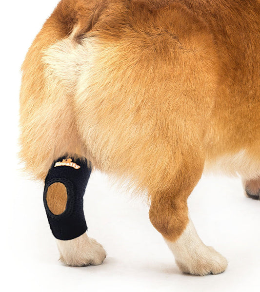 Dog wearing a black knee brace on a white background