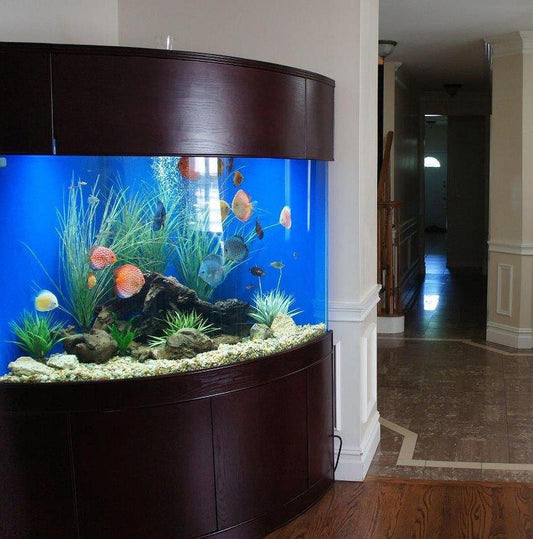 Large curved aquarium with fish and plants in a home setting