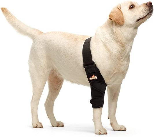 Dog wearing a black harness on a white background