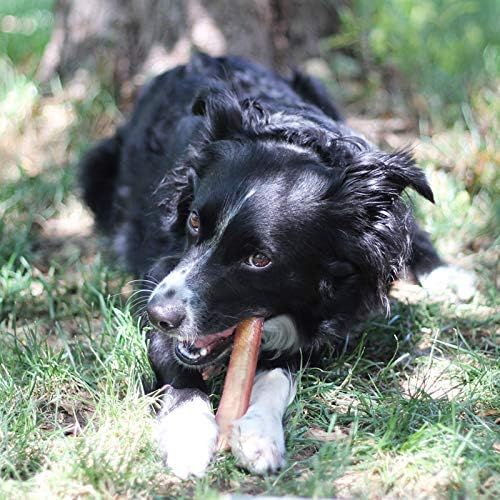 Black dog lying on grass with a toy in its mouth