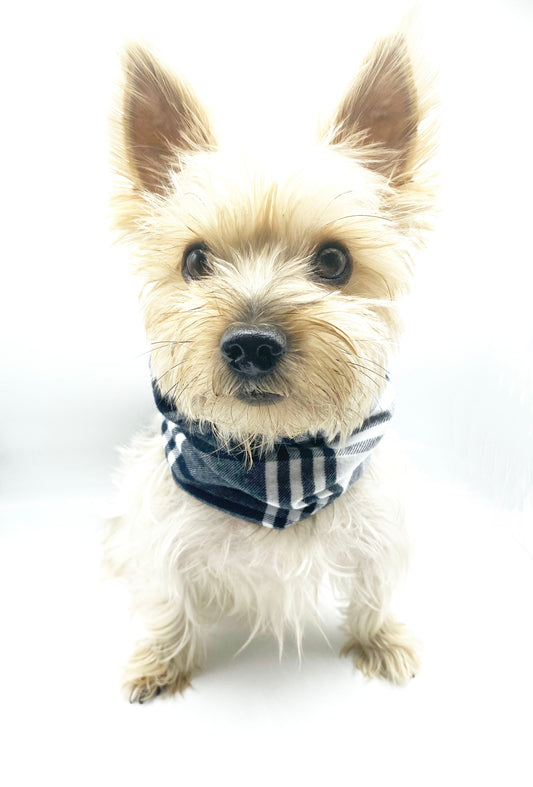 Small dog wearing a checkered scarf on a white background