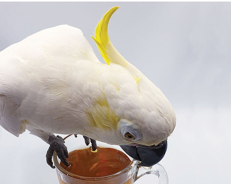 White parrot with a yellow crest drinking from a glass of brown liquid on a light gray background