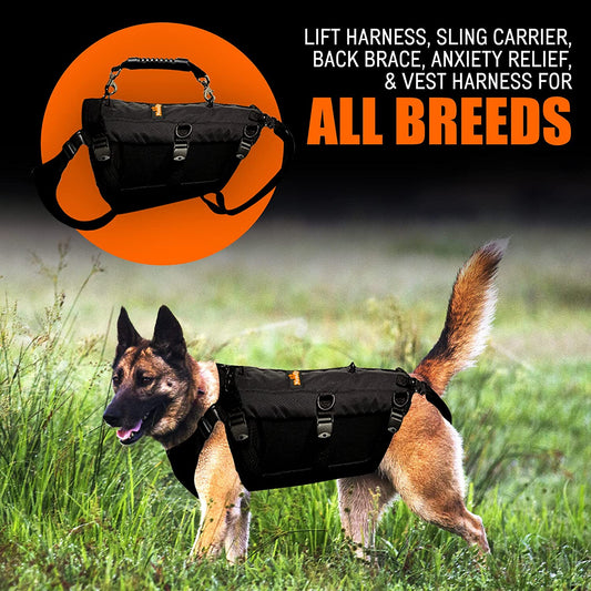 Dog wearing a black harness with text about various harnesses and carriers for dogs on an orange and black background.