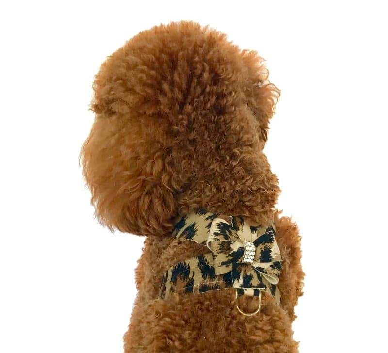 Brown dog wearing a leopard print harness on a white background