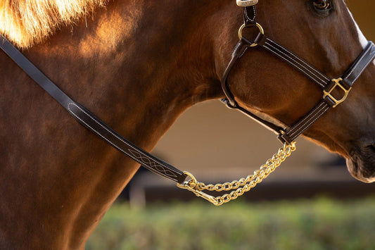 Close-up of a horse wearing a bridle with a gold chain, set against a blurred natural background.