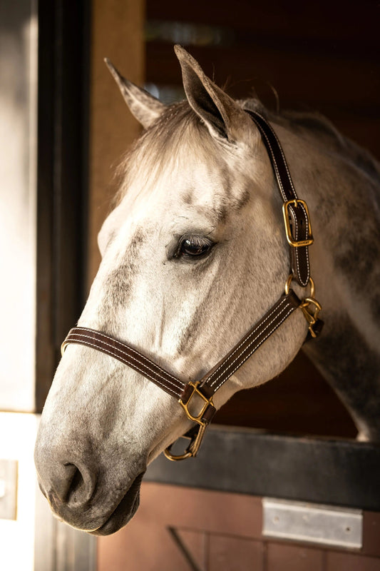 White horse wearing a bridle inside a stable