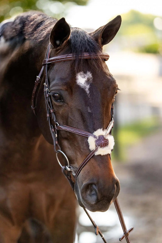 Close-up of a horse wearing a bridle with a blurred background