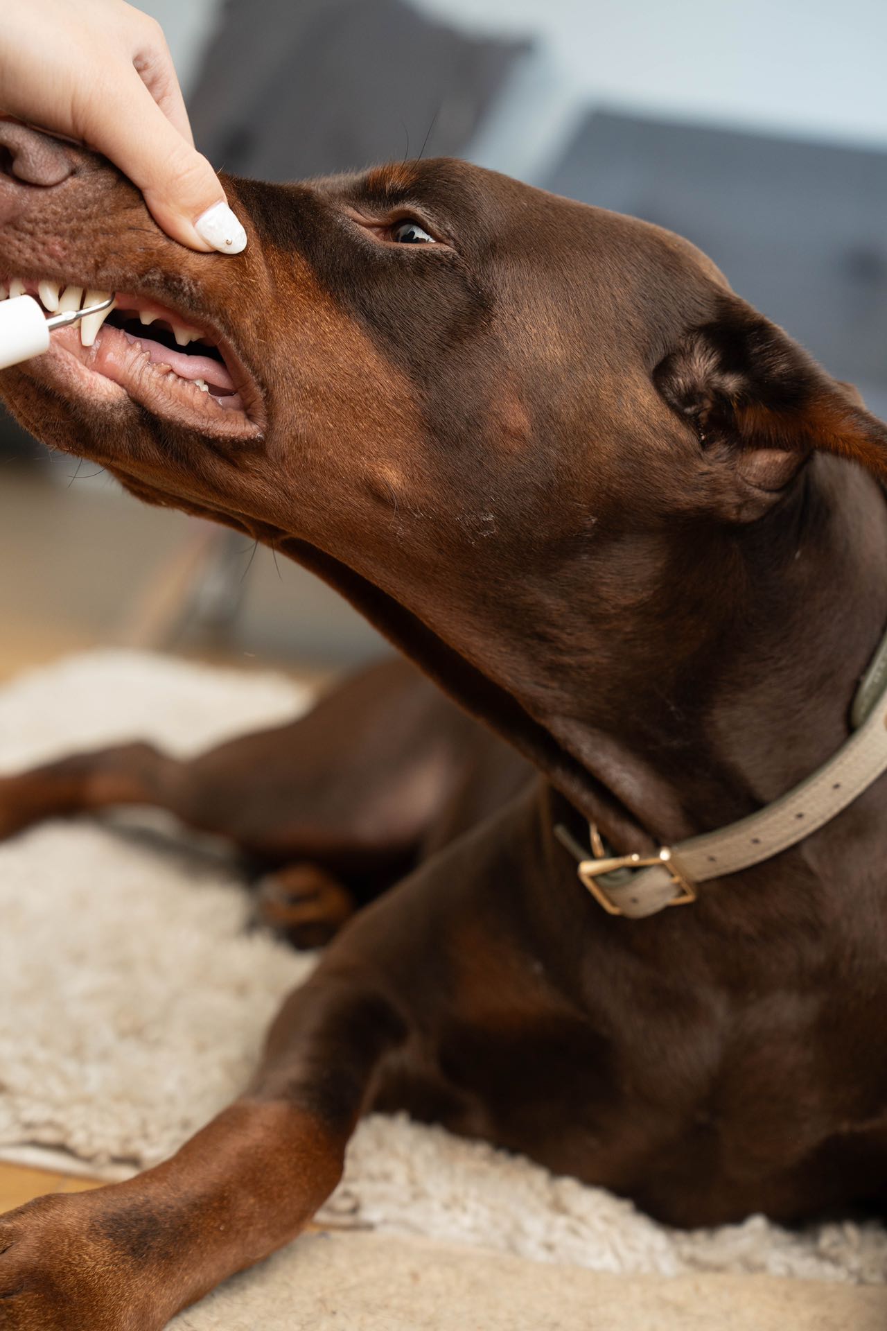 Brown dog lying on a carpet with a person petting its chin
