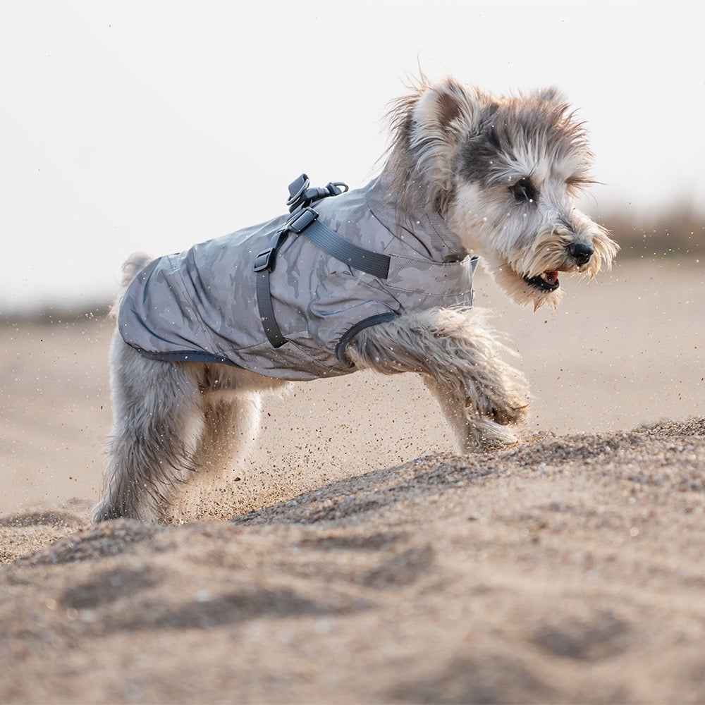 Dog wearing a gray raincoat on a sandy beach