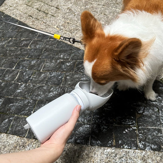 Dog drinking from a white water bottle held by a person on a leash.