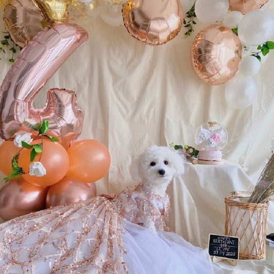 Dog in a white dress with rose gold and orange balloons, celebrating a birthday.