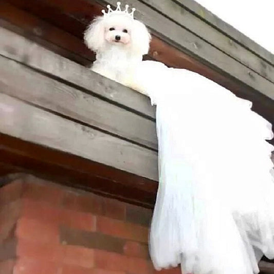 Small white dog wearing a tiara and a long white dress on a wooden ledge.