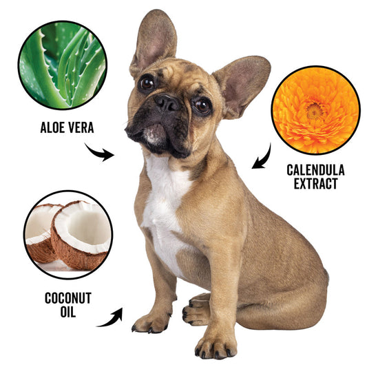 Dog with aloe vera, calendula extract, and coconut oil graphics on a white background