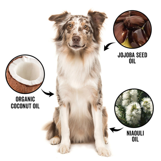 Dog with ingredients labeled as Jojoba Seed Oil, Organic Coconut Oil, and Niauli Oil on a white background