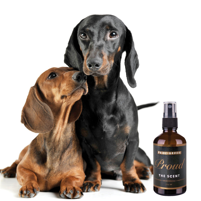 Two dachshunds sitting next to a bottle of 'Proud' dog grooming product on a white background