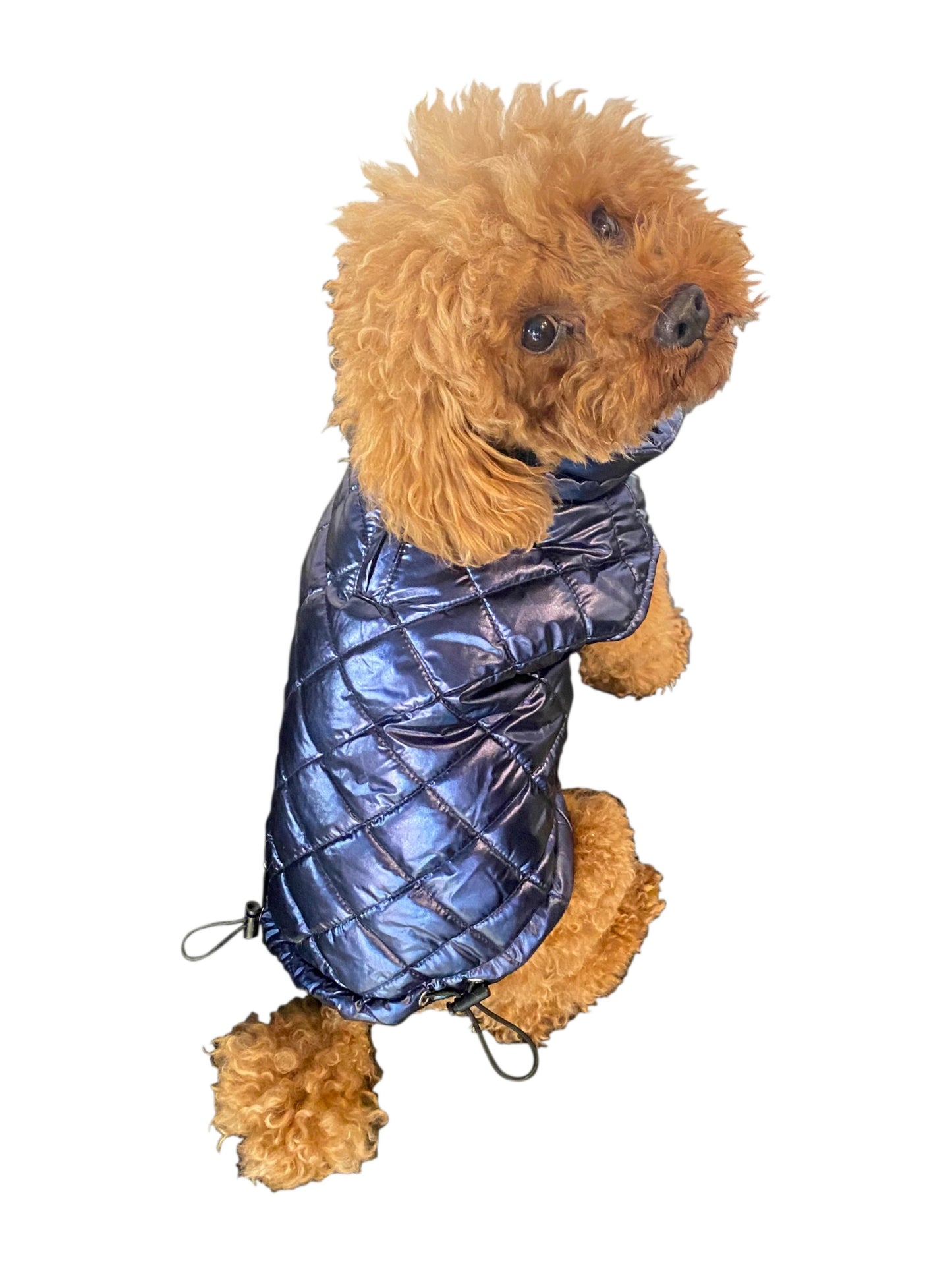 Small dog wearing a blue quilted jacket on a white background