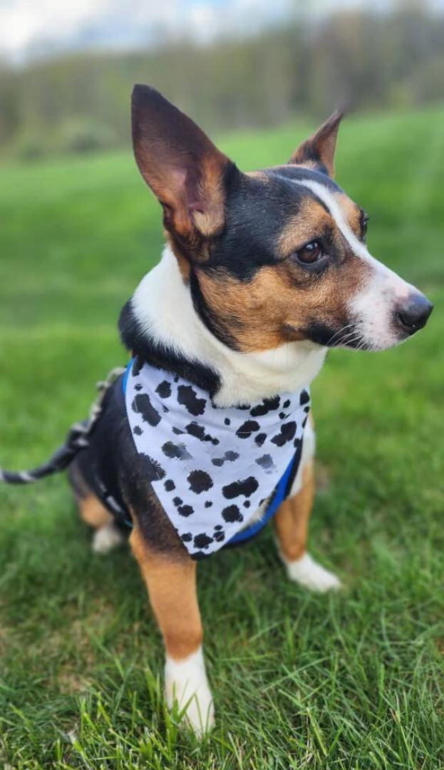 Dog wearing a bandana in a grassy field with text about animal rescue donations.