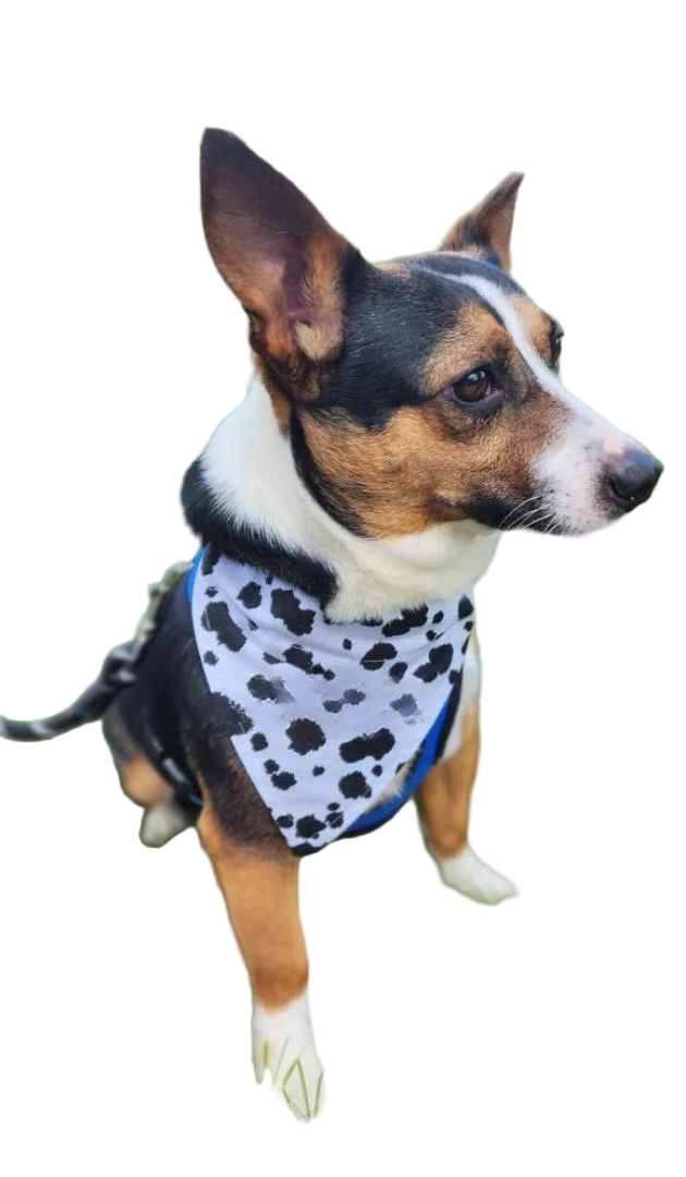 Dog wearing a bandana in a grassy field with text about animal rescue donations.