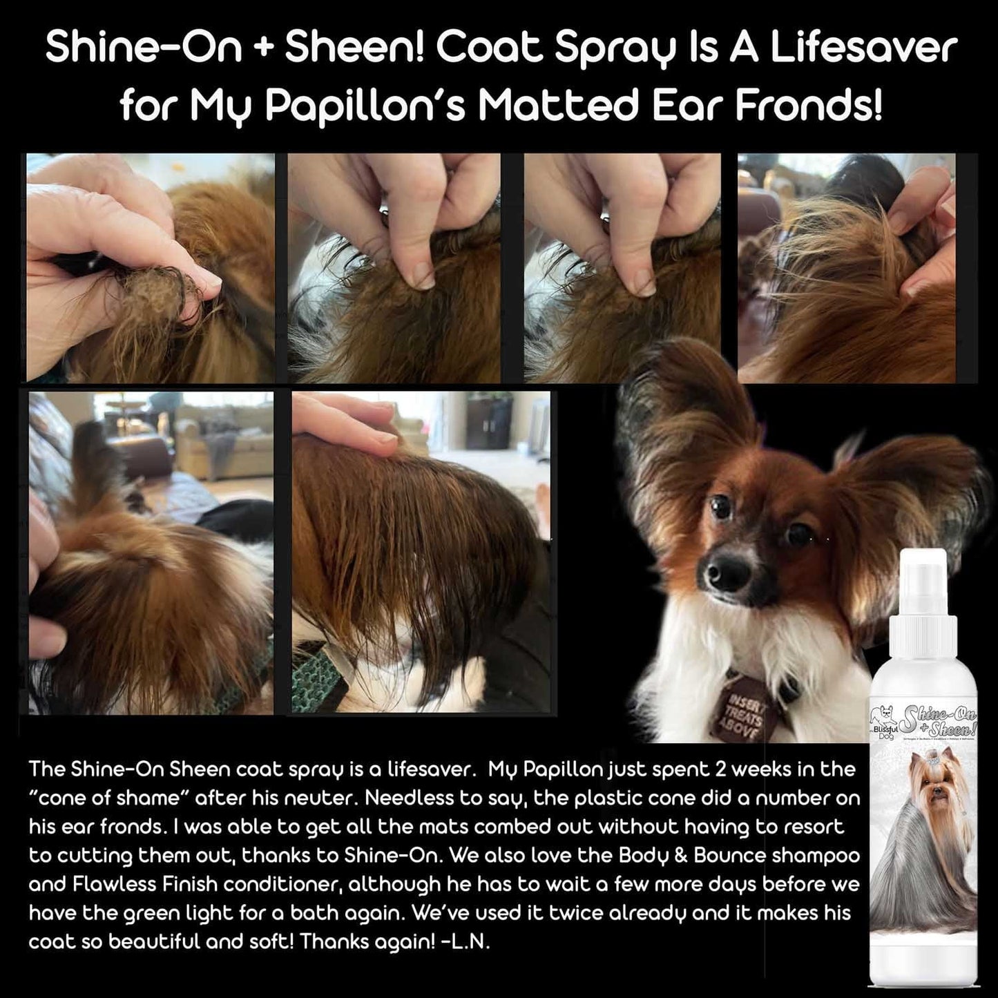 Dog with matted ear fronds being treated with a coat spray, followed by a close-up of the spray bottle.