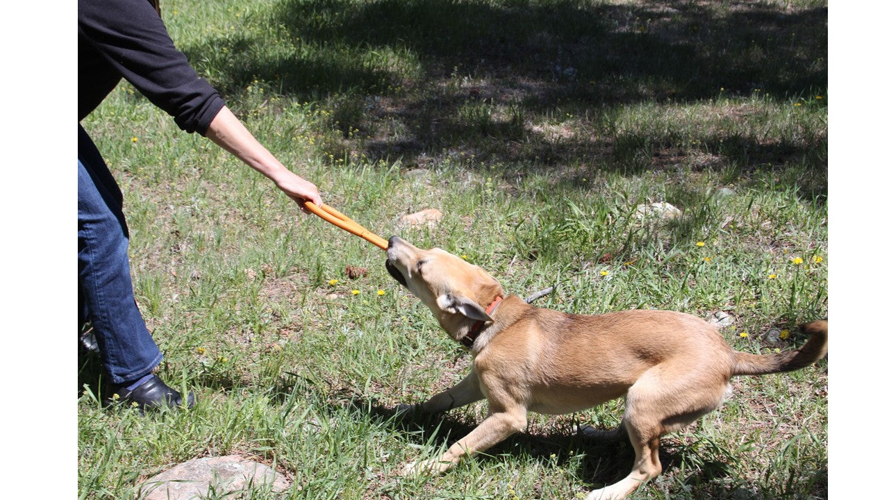 Dog playing with a toy on grass