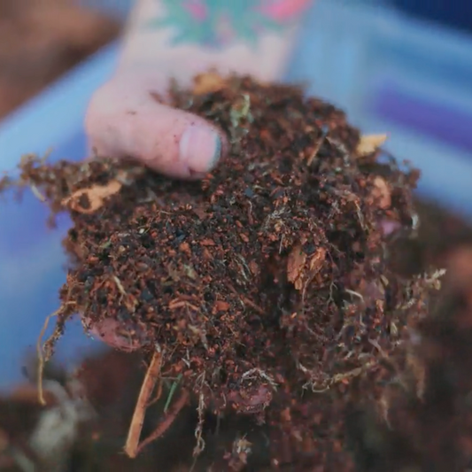 Hand holding a clump of soil with visible roots against a blurred background