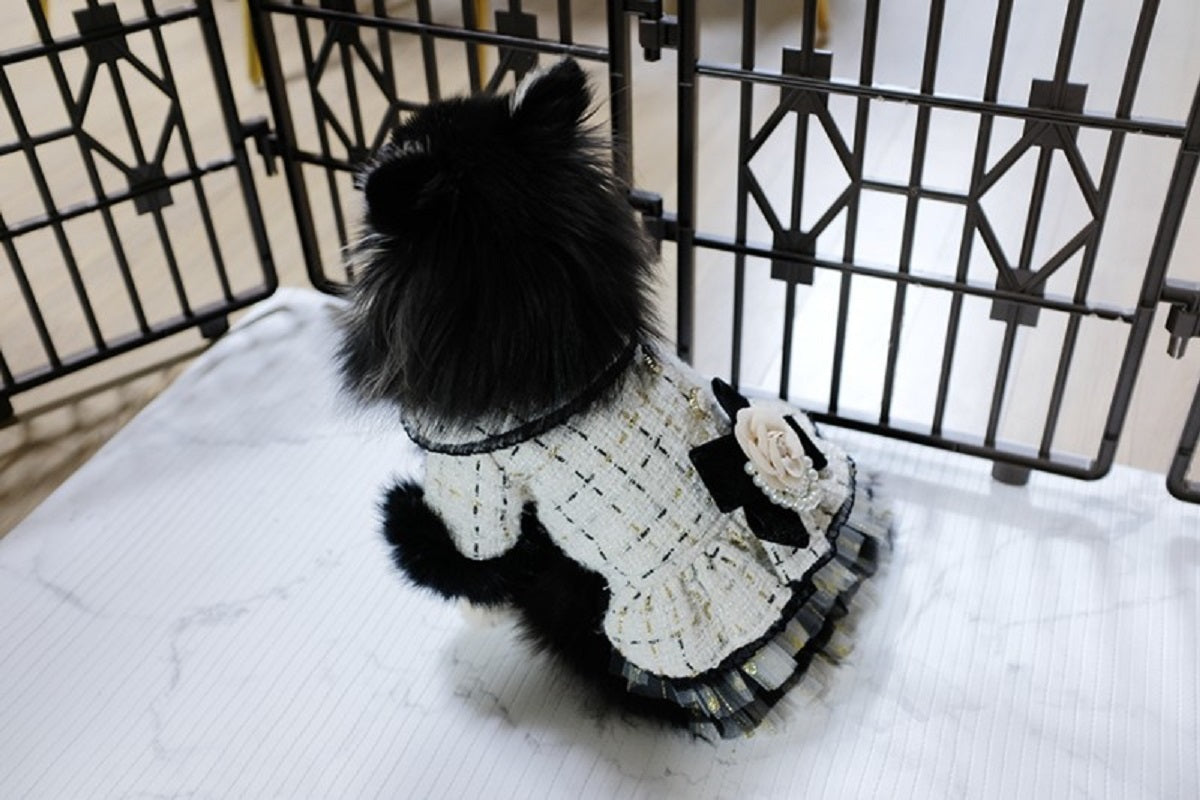 Small dog wearing a black and white outfit sitting inside a metal crate.