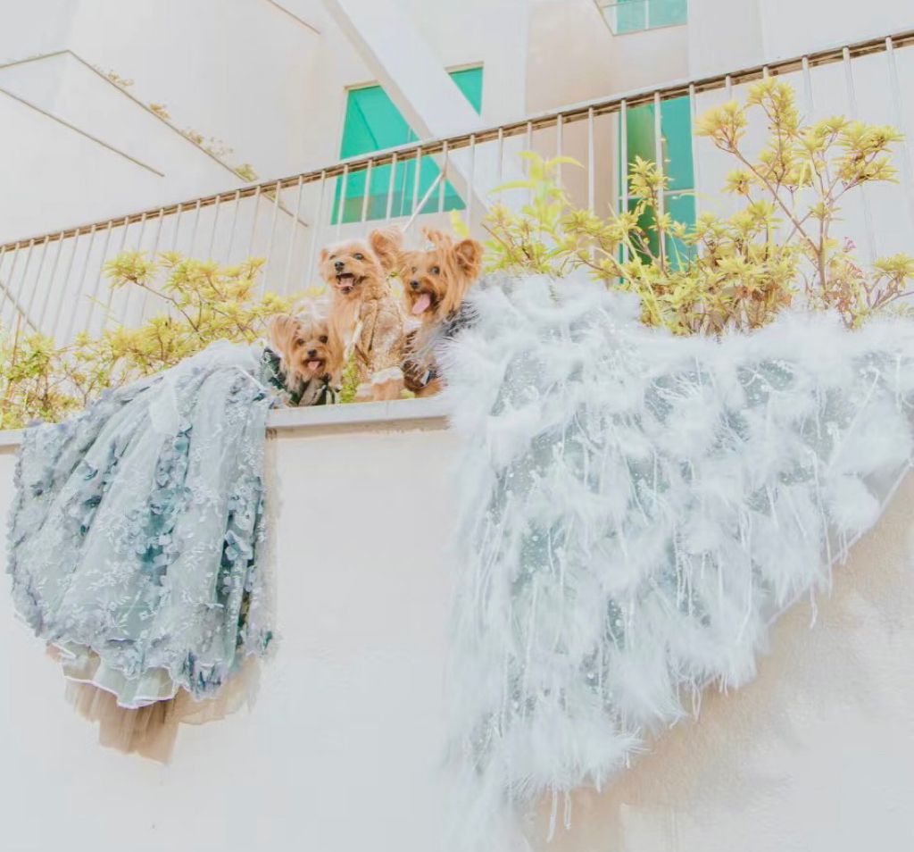 Feather Fantasy Pet Gown