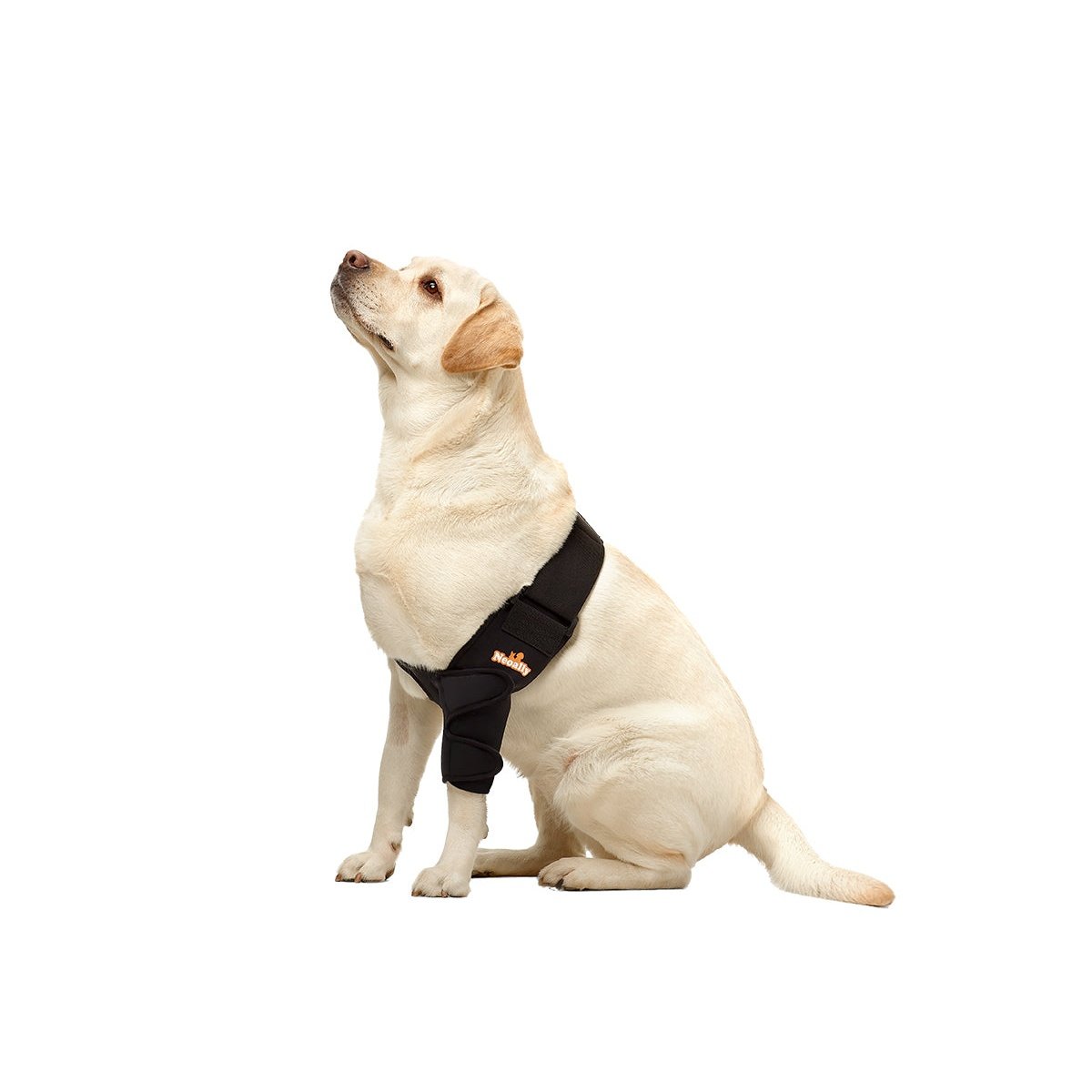 Dog wearing a black harness on a white background
