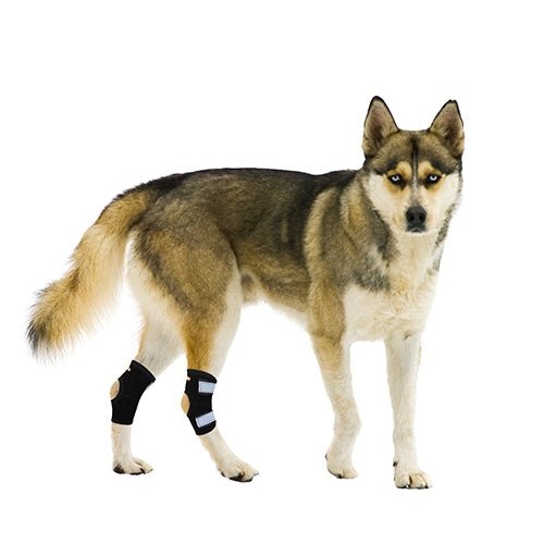 Dog wearing black bandages on front legs against a white background
