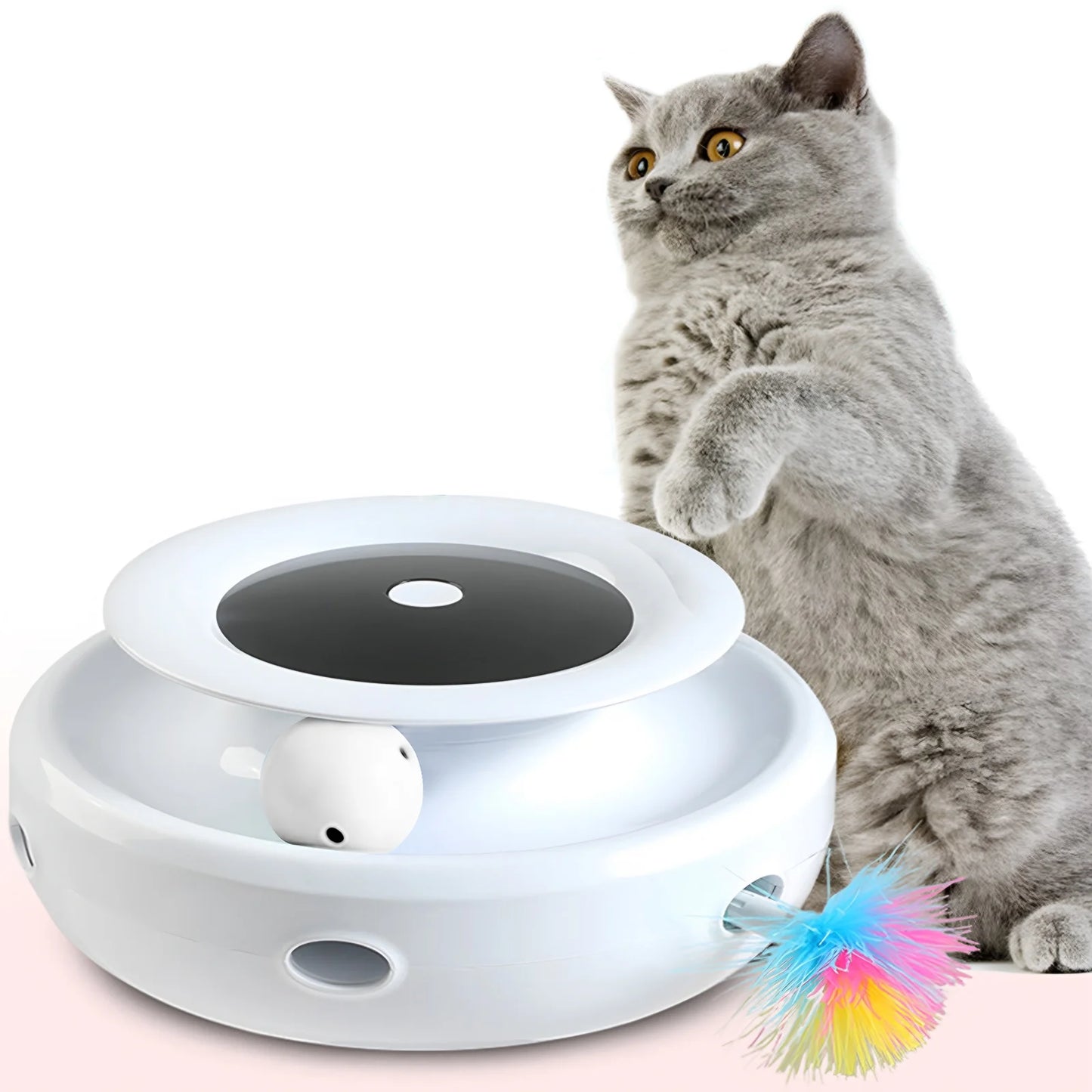 Cat playing with an Interactive Toy on a white background.