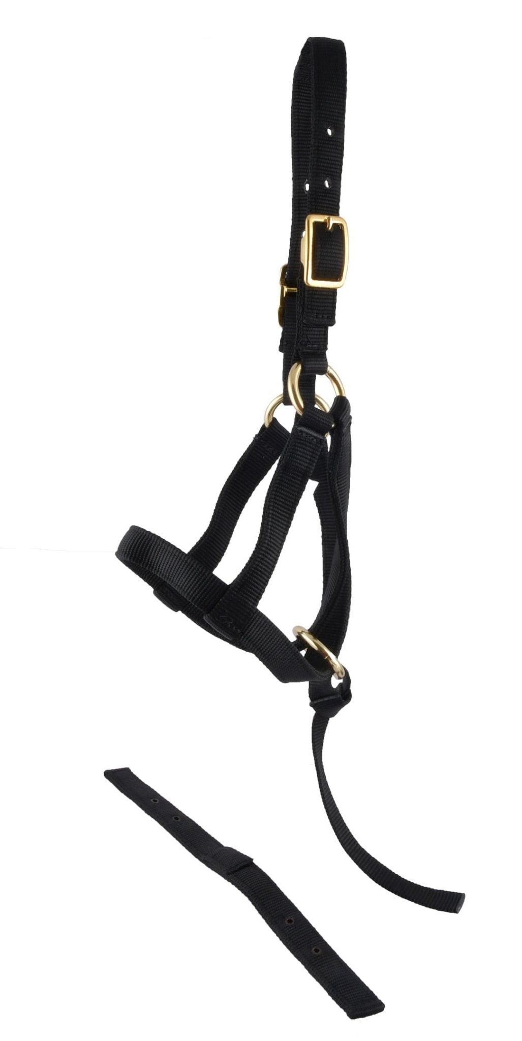 Black horse halter with gold buckle on a white background