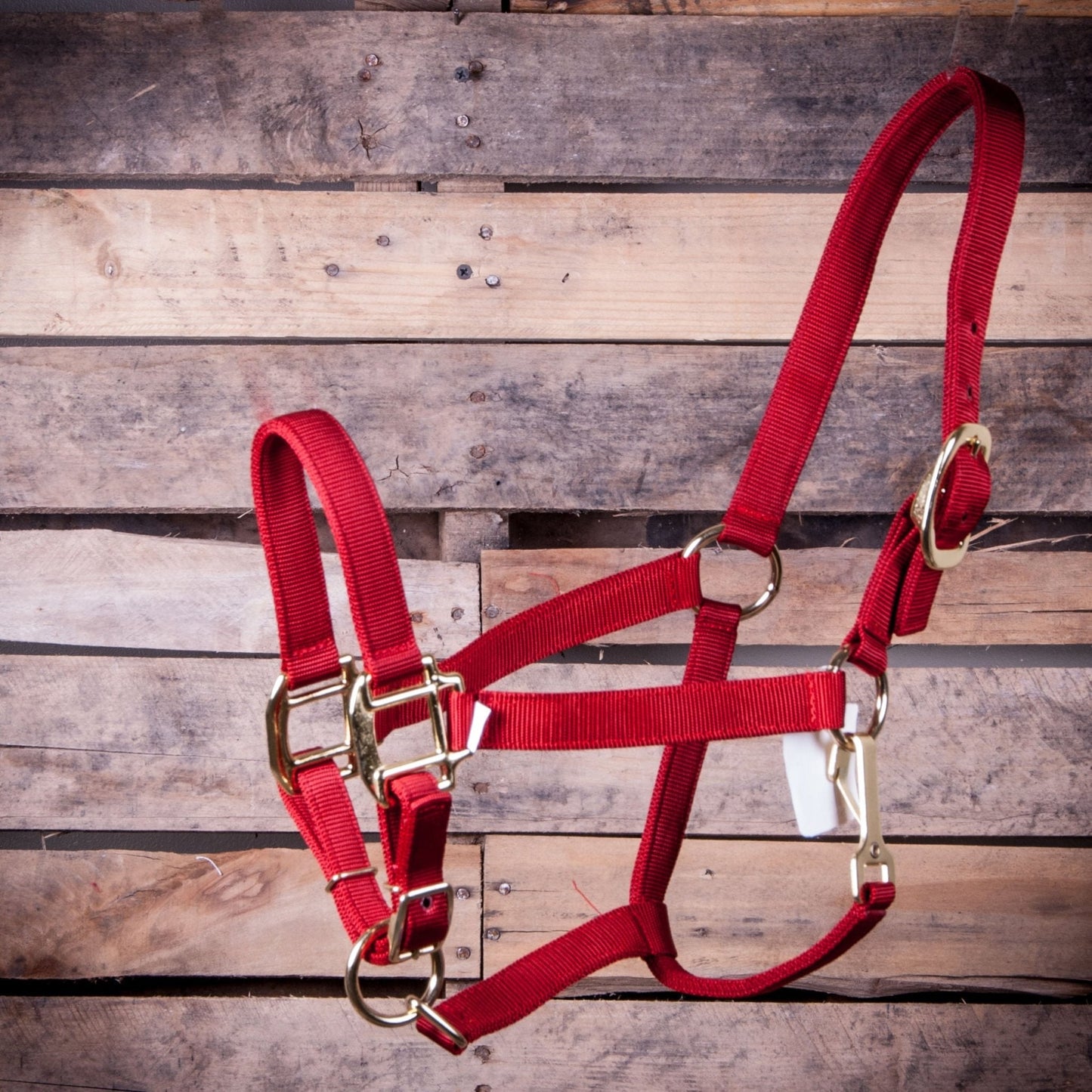 Red horse halter with gold hardware on a wooden background