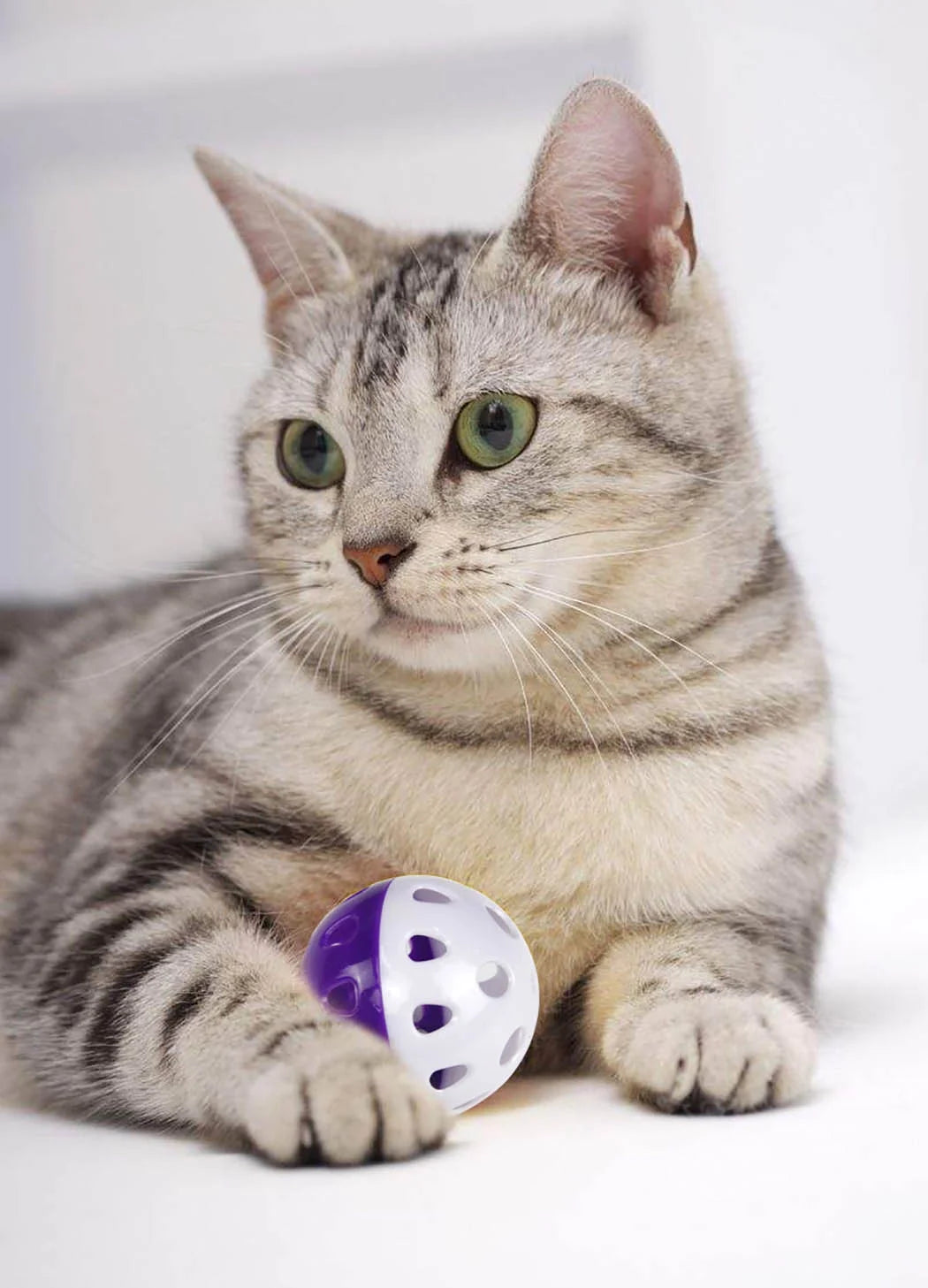 Cat playing with a Purple and White Ball on a white background.