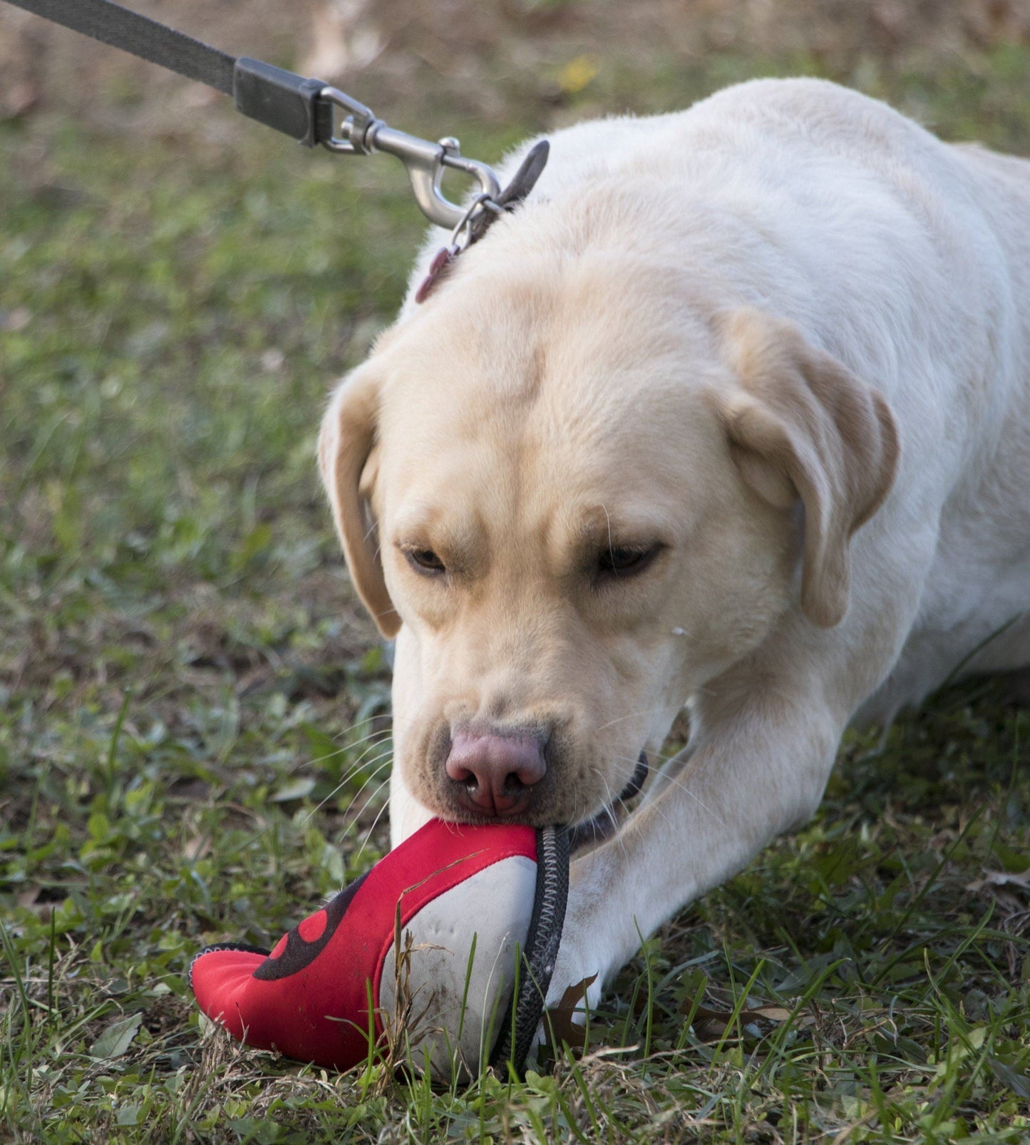 Dog playing with a red and white shoe on grass