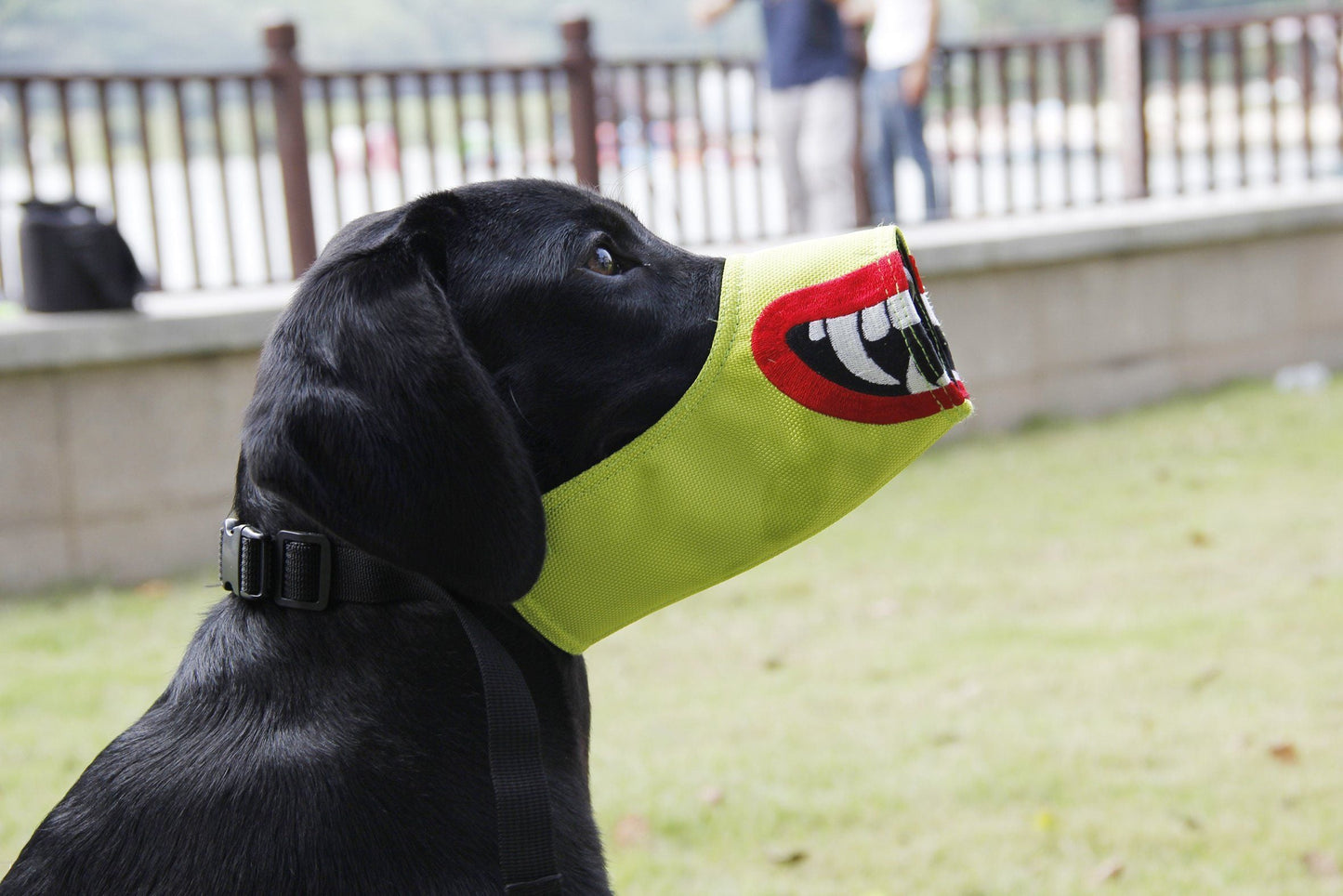 Black dog wearing a green ball with a mouth design outdoors
