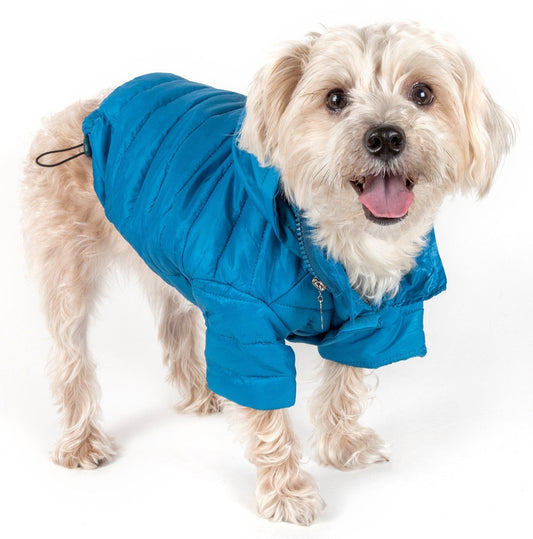 Dog wearing a blue coat on a white background