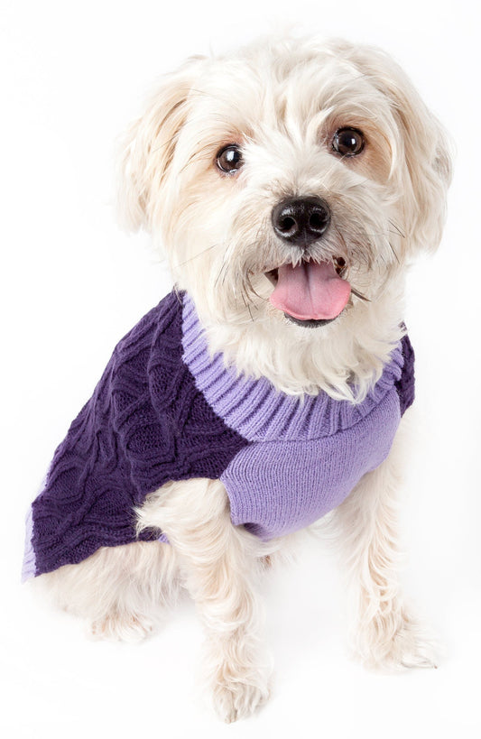 White dog wearing a purple sweater on a white background