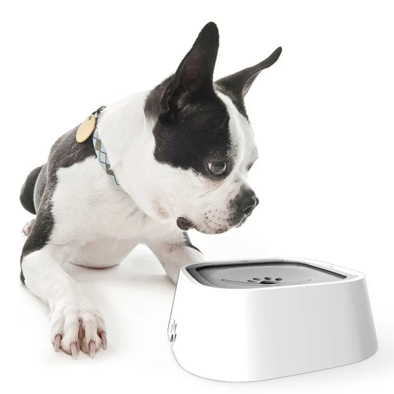 Dog looking at a modern pet water bowl on a white background.