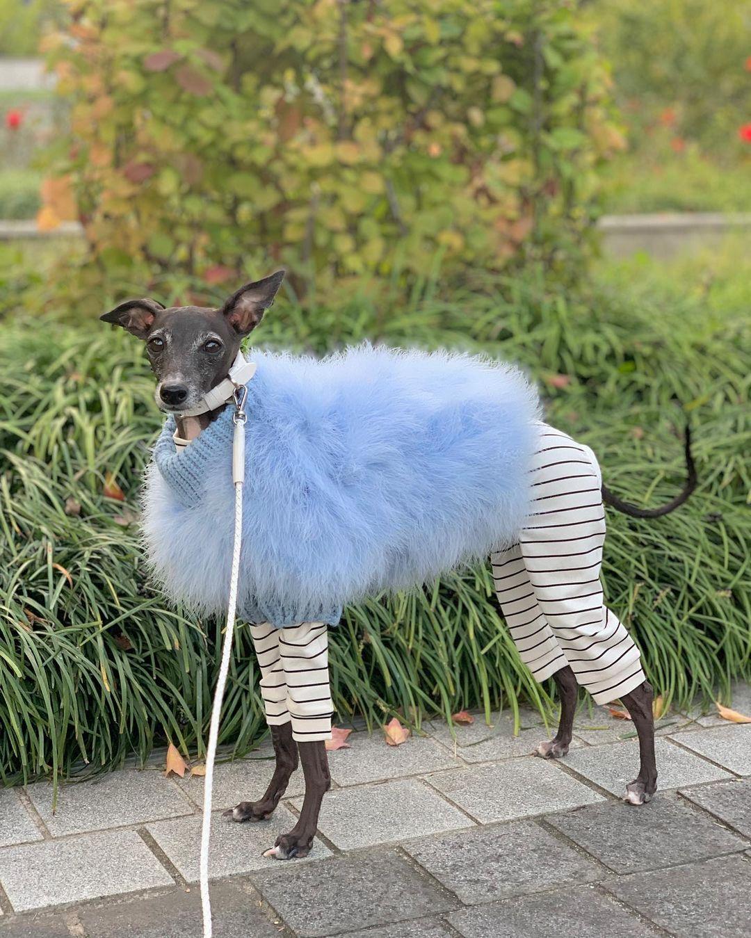 Dog wearing a blue fluffy coat and striped pants standing on a paved walkway with greenery in the background.