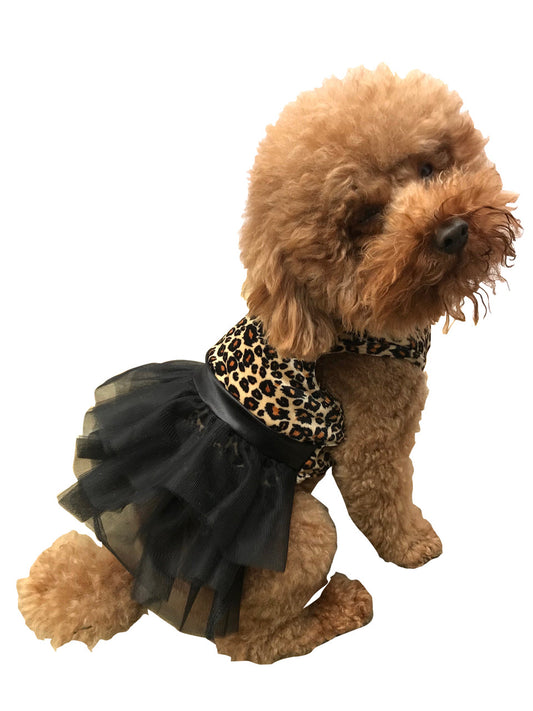 Small dog wearing a leopard print top and black skirt on a white background