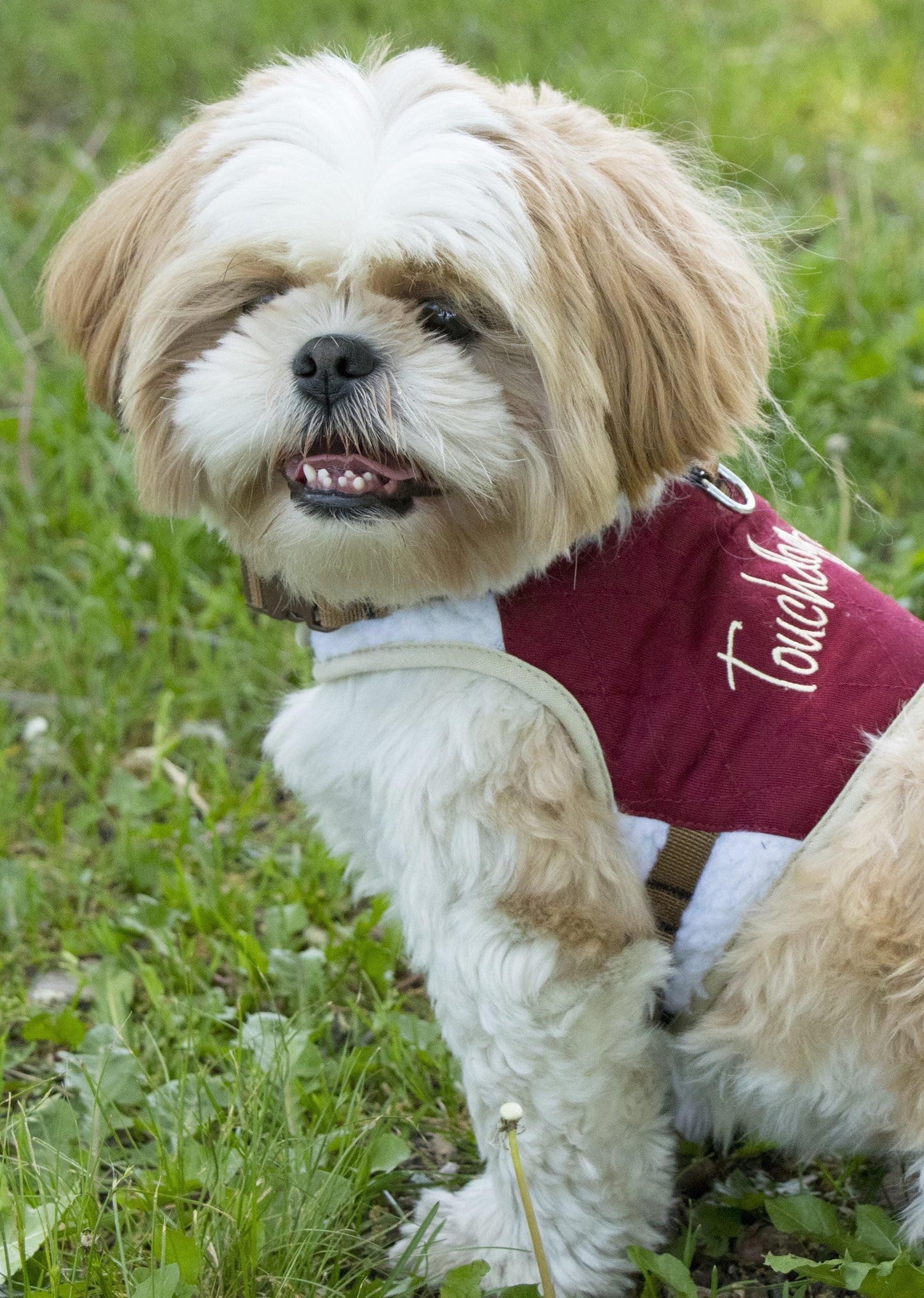 Small dog wearing a red harness with white text on a grassy background