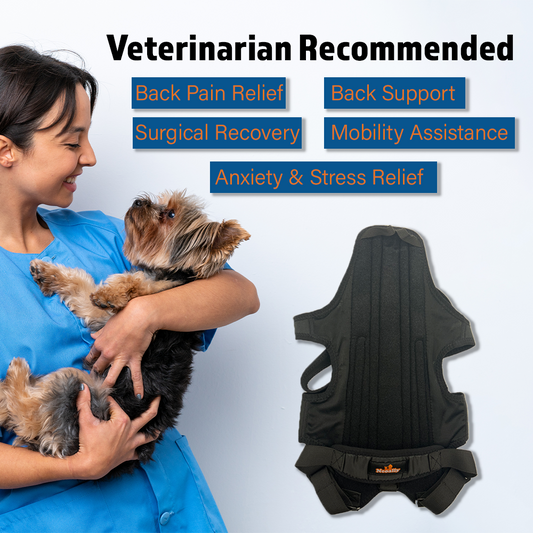Woman holding a small dog next to a black pet back support vest with text about its benefits.