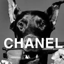 The "Chanel" Dog