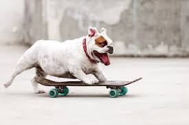 White and brown-faced Bulldog riding on a skateboard