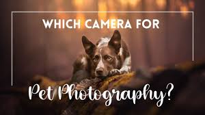 Dog looking sad and asking Which Camera for Photography
