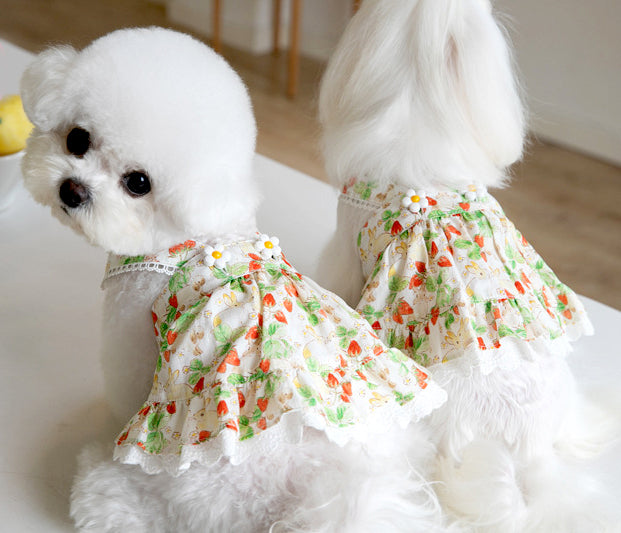 Two White Dogs Each Wearing A Dress