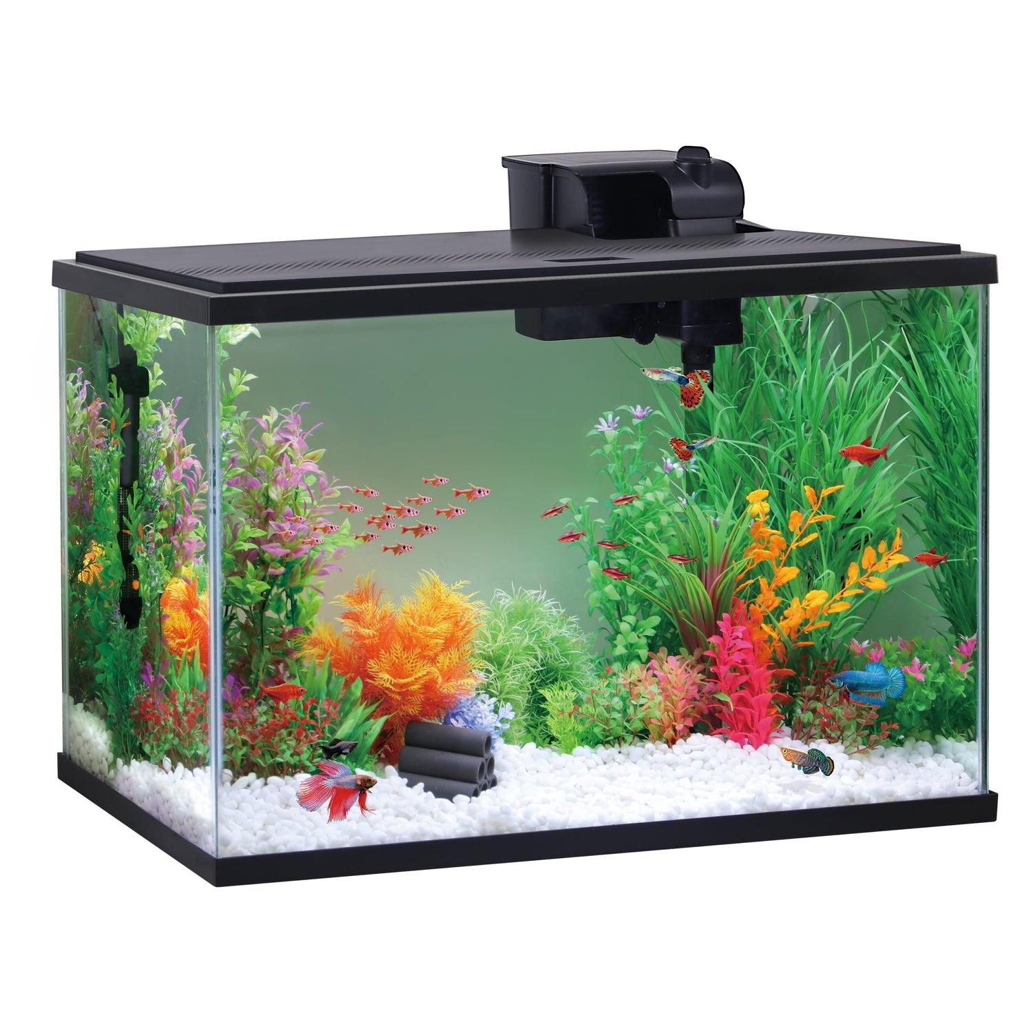 Fish Tank with various small fish inside, on a white background